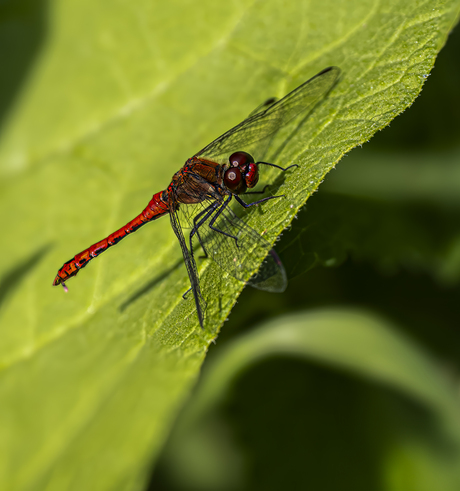 Bloedrode heidelibel