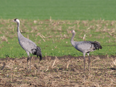 Kraanvogels in de wei