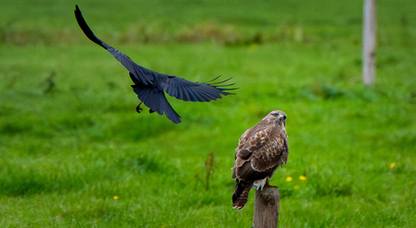 Ik hou je in de gaten vriend