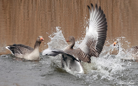 "Actie bij de ganzen..."