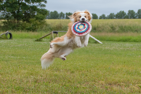 Hond vangt frisbee