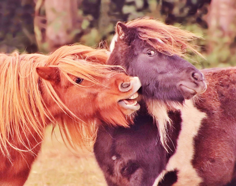 Pony niet blij met ongewenste avances