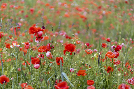 Wilde Bloemen