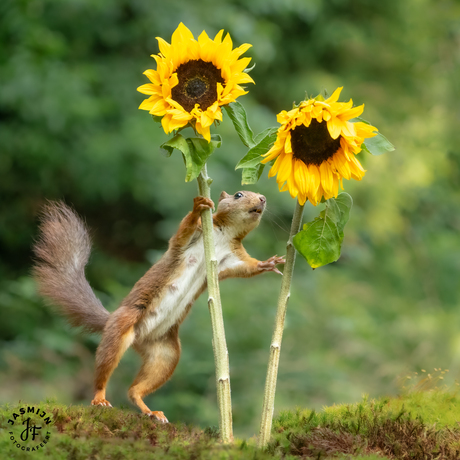 Eekhoorn houdt twee zonnebloemen vast