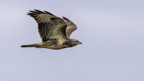 Buizerd