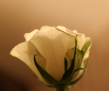 Een boodschap van hoop en liefde
