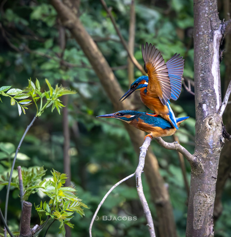 De paring van de IJsvogel!
