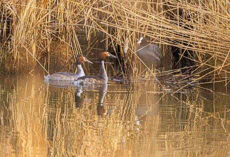opstaan , plaatje vergaan