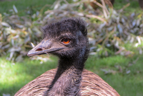 The emu