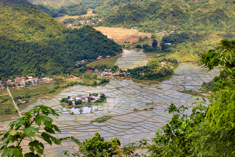 Rijstvelden onder water