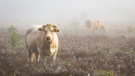 Koeien in de mist