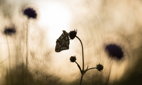 kleine parelmoer vlinder