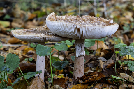 paddenstoelen