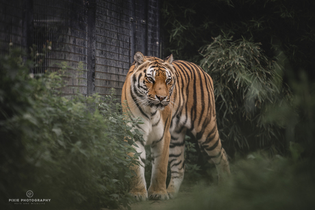 Tijger in Landgoed Hoenderdaell