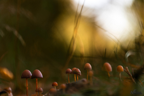 Mooie tijd komt er weer aan