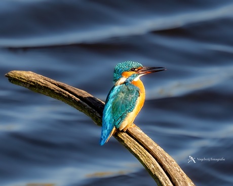 IJsvogel 
