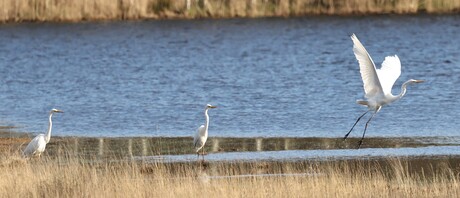 Drie Grote Zilverreigers!