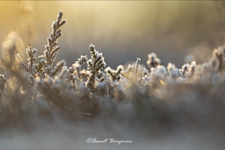 Zonsopkomst Gorsselse Heide 