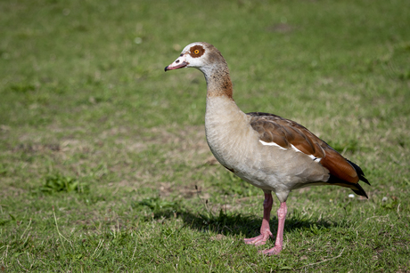 Nieuwsgierige Nijlgans