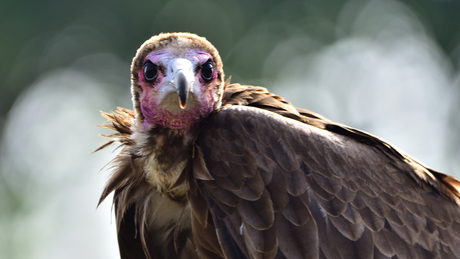 kampioen boos kijken