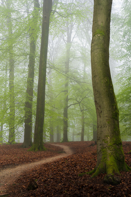 Pad door het bos 