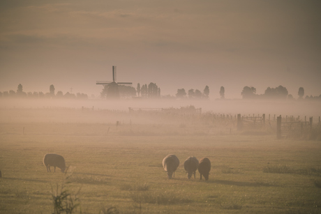 Molen bij zonsopkomst
