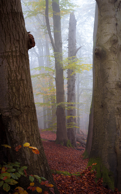 Tussen de bomen door