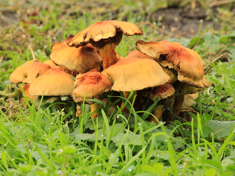Cluster paddenstoelen