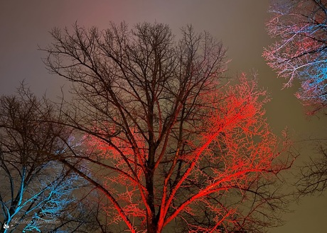 Verlichte bomen