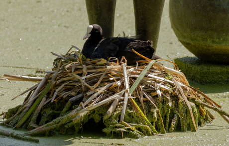 Mooi nest!