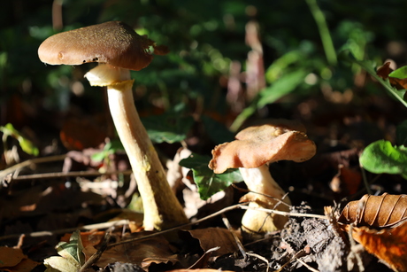 "Pisa" paddenstoel