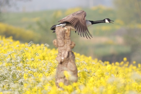 Gans zet landing in en raakt bijna de verkeerstoren!