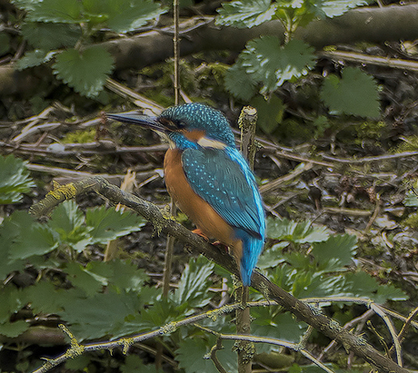 IJsvogel.