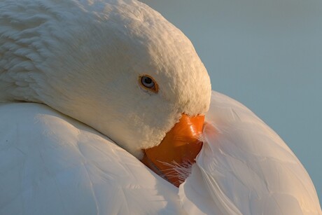 Gans in het vroege ochtendlicht.