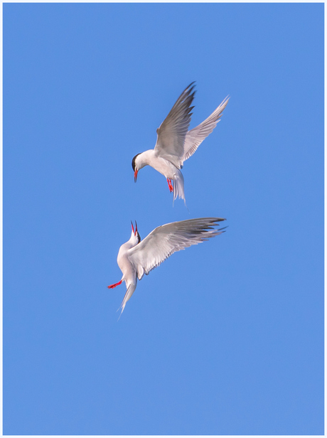 Visdiefjes dansen in de lucht.