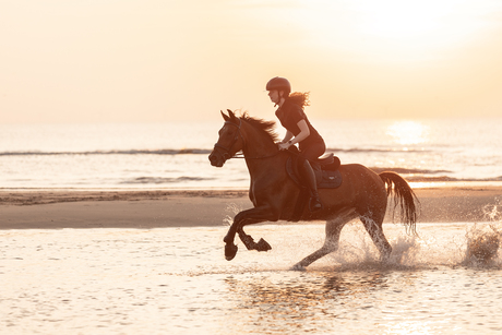 Paard op het strand met zonsondergang