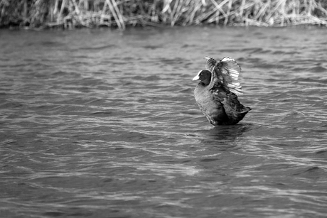 Over het water lopen