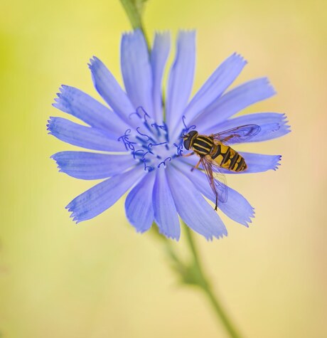 Wilde cichorei 