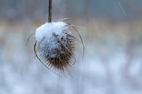 touch of winter