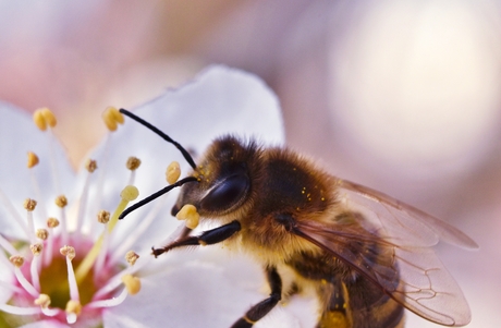 Bloemetjes en bijtjes