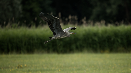 Vliegende Reiger