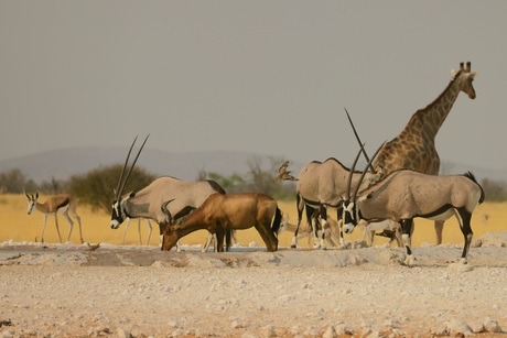 Etosha national parc