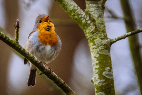Roodborstje was zo mooi aan het fluiten..