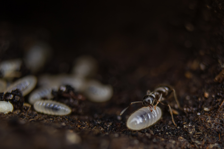 The making of new ants
