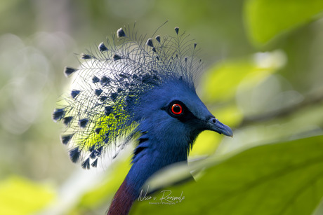 Victoriaanse kroonduif