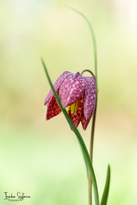 Kievitsbloem