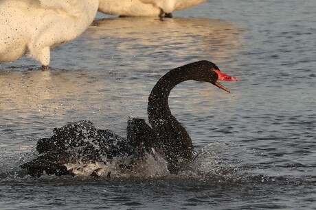 Zwarte Zwaan.