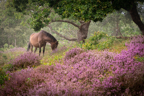 Paard in de heide