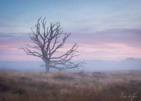 Dode boom in ochtendgloren