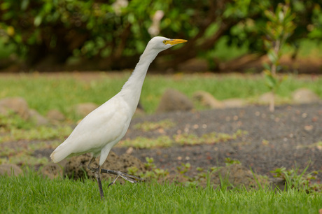 Loslopende koereigers 6